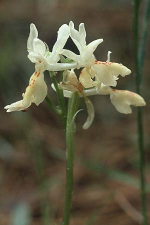 Orchis provincialis \ Provence-Knabenkraut / Provence Orchid, Rhodos,  Profitis Ilias 29.4.1987 