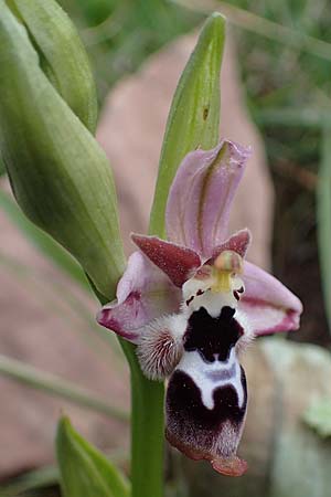 Ophrys reinholdii \ Reinholds Ragwurz, Rhodos,  Attaviros 24.3.2023 