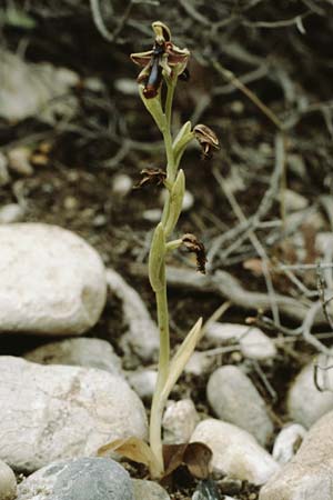 Ophrys regis-ferdinandii \ König-Ferdinand-Ragwurz / King-Ferdinand Bee Orchid, Rhodos,  Dimilia 28.4.1987 