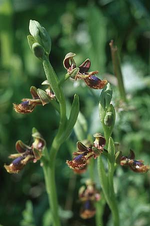 Ophrys regis-ferdinandii \ König-Ferdinand-Ragwurz / King-Ferdinand Bee Orchid, Rhodos,  Lahania 21.3.2005 