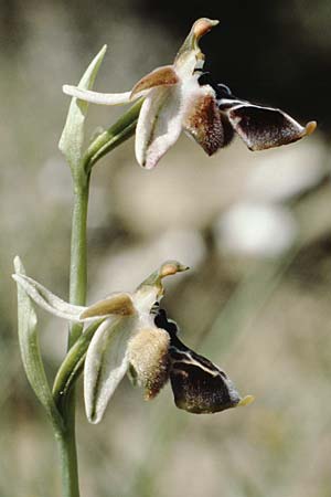 Ophrys reinholdii / Reinhold's Bee Orchid, Rhodos,  Embona 27.4.1987 