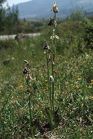 Ophrys reinholdii \ Reinholds Ragwurz / Reinhold's Bee Orchid, Rhodos,  Embona 27.4.1987 