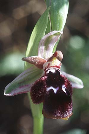 Ophrys reinholdii / Reinhold's Bee Orchid, Rhodos,  Lardos 19.3.2005 