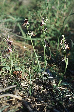 Ophrys reinholdii \ Reinholds Ragwurz / Reinhold's Bee Orchid, Rhodos,  Lardos 23.3.2005 