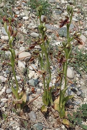 Ophrys regis-ferdinandii \ König-Ferdinand-Ragwurz / King-Ferdinand Bee Orchid, Rhodos,  Kamiros 4.4.2019 