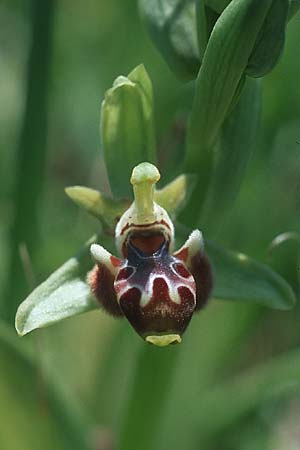 Ophrys rhodia \ Rhodos-Nabel-Ragwurz / Rhodian Bee Orchid, Rhodos,  Kattavia 25.3.2005 