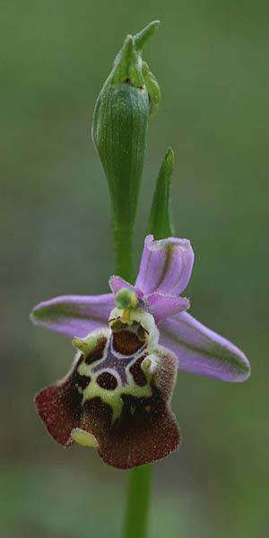 Ophrys saliarisii / Saliaris Orchid, Rhodos,  Apollona 2.4.2013 (Photo: Helmut Presser)