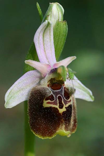 Ophrys saliarisii / Saliaris Orchid, Rhodos,  Apollona 2.4.2013 (Photo: Helmut Presser)