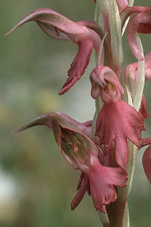 Anacamptis sancta \ Heiliges Knabenkraut, Rhodos,  Kallithea Terme 3.5.1987 