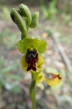 Ophrys sicula \ Kleine Gelbe Ragwurz / Sicilian Bee Orchid, Rhodos,  Lardos 3.4.2019 