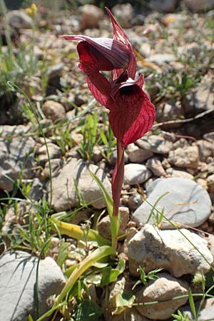 Serapias orientalis subsp. carica \ Karischer Zungenständel / Carian Serapias, Rhodos,  Prasonisi 26.3.2019 