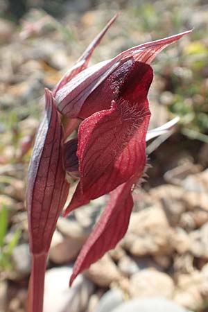 Serapias orientalis subsp. carica \ Karischer Zungenständel / Carian Serapias, Rhodos,  Prasonisi 26.3.2019 