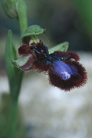 Ophrys speculum subsp. orientalis \ Östliche Spiegel-Ragwurz / Eastern Mirror Orchid, Rhodos,  Lardos 19.3.2005 