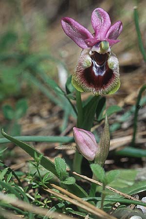 Ophrys leochroma \ Östliche Wespen-Ragwurz / Lion-Maned Orchid, Rhodos,  Epta Piges 20.3.2005 