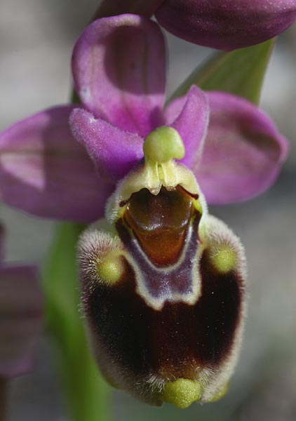 Ophrys tenthredinifera \ Frühblühende Wespen-Ragwurz / Sawfly Orchid, Rhodos,  Kolymbia 6.3.2011 (Photo: Helmut Presser)