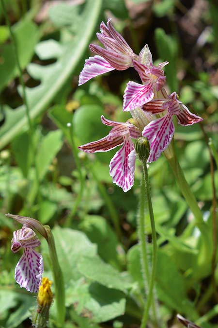 Anacamptis papilionacea subsp. thaliae \ Thalia-Schmetterlings-Knabenkraut, Rhodos,  Psinthos 23.3.2019 (Photo: Christian Schlomann)