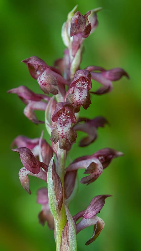 Anacamptis coriophora \ Wanzen-Knabenkraut / Bug Orchid, RO  Gradistea Muncelului-Cioclovina 14.5.2020 (Photo: Nora E. Anghelescu)