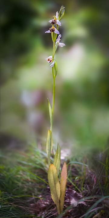 Ophrys apifera \ Bienen-Ragwurz / Bee Orchid, RO  Mehedinti County 30.6.2017 (Photo: Nora E. Anghelescu)