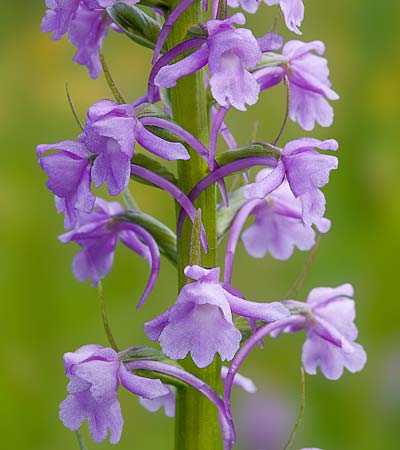 Gymnadenia conopsea s.l. \ Mücken-Händelwurz / Common Fragrant Orchid, RO  Transylvania, Harghita County 13.6.2017 (Photo: Nora E. Anghelescu)