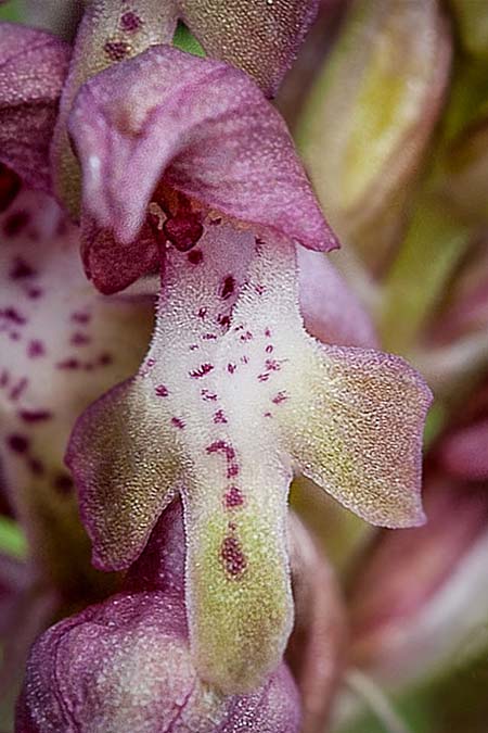 Anacamptis coriophora \ Wanzen-Knabenkraut, RO  Mehedinti County 6.6.2019 (Photo: Nora E. Anghelescu)