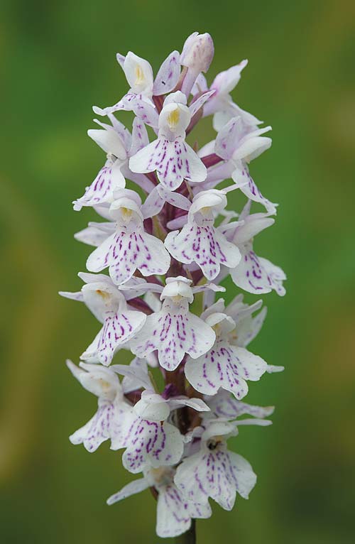 Dactylorhiza fuchsii subsp. sooana \ Soos Fingerwurz / Soo's Spotted Orchid, RO  Transylvania, Harghita Madaras 3.7.2020 (Photo: Nora E. Anghelescu)