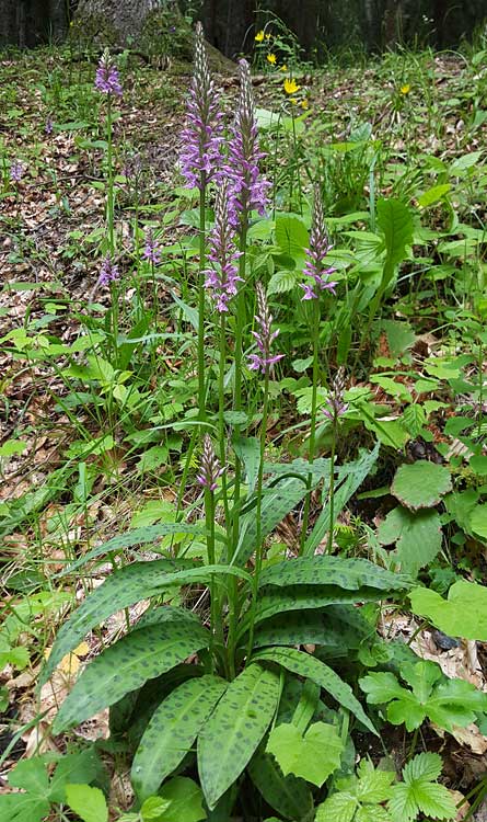 Dactylorhiza saccifera \ Langährige Fingerwurz, Langähriges Knabenkraut, RO  Prahova County, Sinaia 16.6.2017 (Photo: Nora E. Anghelescu)