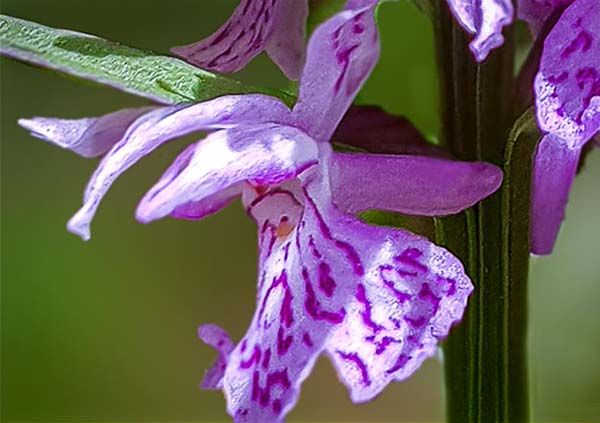 Dactylorhiza saccifera \ Langährige Fingerwurz, Langähriges Knabenkraut, RO  Prahova County, Sinaia 2.6.2018 (Photo: Nora E. Anghelescu)