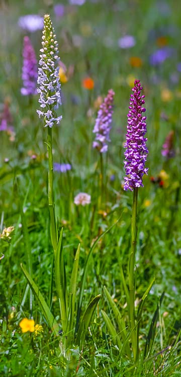 Gymnadenia conopsea s.l. \ Mücken-Händelwurz / Common Fragrant Orchid, RO  Transylvania, Harghita County 13.6.2017 (Photo: Nora E. Anghelescu)