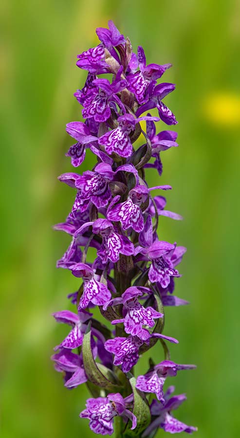 Dactylorhiza majalis \ Breitblättrige Fingerwurz, Breitblättriges Knabenkraut / Broad-Leaved Marsh Orchid, RO  Transylvania, Harghita County 10.6.2023 (Photo: Nora E. Anghelescu)