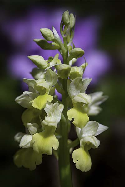Orchis pallens / Pale-flowered Orchid, RO  Southern Carpathians 17.5.2022 (Photo: Nora E. Anghelescu)