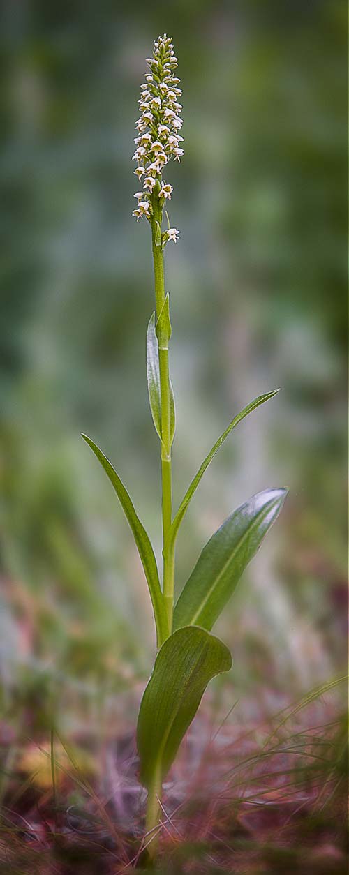 Pseudorchis albida subsp. tricuspis \ Dreizackige Höswurz, RO  Transylvania, Harghita Madaras 3.7.2020 (Photo: Nora E. Anghelescu)