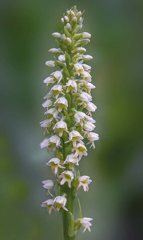 [click] Pseudorchis albida subsp. tricuspis, RO   Transylvania, Harghita Madaras 3.7.2020 (Photo: Nora E. Anghelescu)