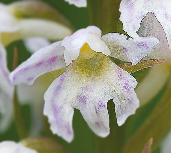 Dactylorhiza fuchsii subsp. sooana x Pseudorchis albida subsp. tricuspis, RO   Transylvania, Harghita Madaras 3.7.2020 (Photo: Nora E. Anghelescu)