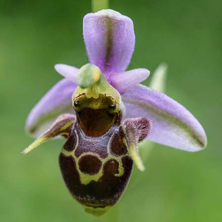 Ophrys oestrifera \ Gehörnte Ragwurz / Horsefly , RO  Mehedinti County 16.6.2023 (Photo: Nora E. Anghelescu)