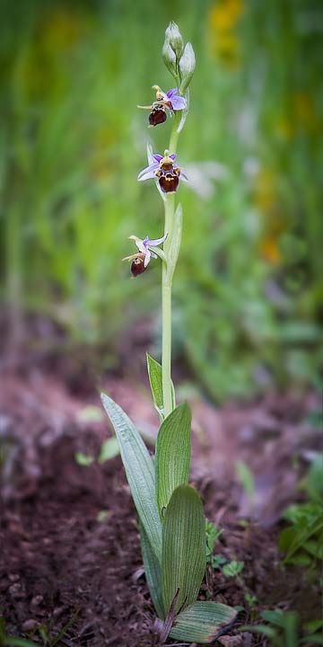 Ophrys oestrifera \ Gehörnte Ragwurz / Horsefly , RO  Mehedinti County 18.5.2017 (Photo: Nora E. Anghelescu)