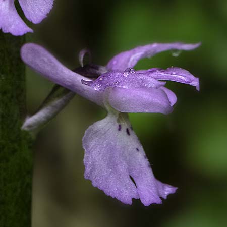 Orchis mascula subsp. speciosa \ Prächtiges Knabenkraut / Splendid Early Purple Orchid, RO  Southern Carpathians 17.5.2022 (Photo: Nora E. Anghelescu)