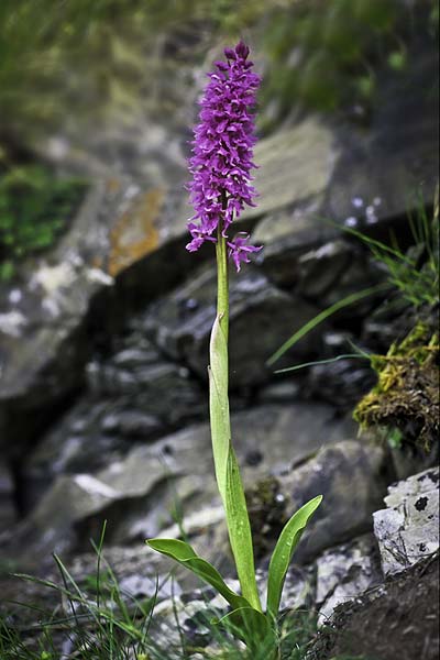 Orchis mascula subsp. speciosa \ Prächtiges Knabenkraut / Splendid Early Purple Orchid, RO  Southern Carpathians 17.5.2022 (Photo: Nora E. Anghelescu)