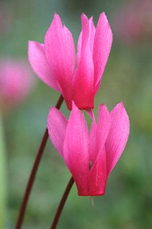 Cyclamen repandum \ Geschweiftblttriges Alpenveilchen / Spring Cyclamen, Sardinien/Sardinia Luogosanto 3.4.2000