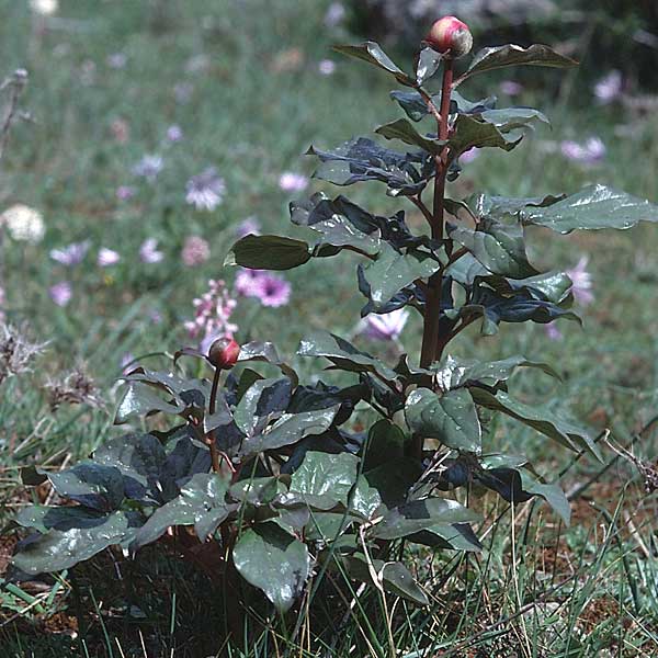 Paeonia mascula subsp. russoi \ Russos Pfingstrose / Russo's Peony, Sardinien/Sardinia Ogliastra, Ussassai 6.4.2000