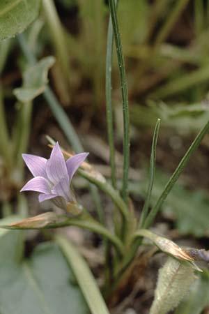 Romulea ligustica \ Ligurischer Scheinkrokus / Ligurian Sand Crocus, Sardinien/Sardinia Luogosanto 3.4.2000