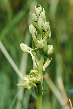 Platanthera algeriensis \ Algerische Waldhyazinthe / Algerian Butterfly Orchid, Sardinien/Sardinia,  Lanusei 18.5.2001 