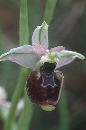 Ophrys annae \ Annas Hummel-Ragwurz / Anna's Bee Orchid, Sardinien/Sardinia,  S.Antioco 9.4.2000 