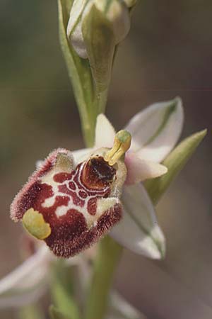 Ophrys annae \ Annas Hummel-Ragwurz, Sardinien,  Laconi 19.5.2001 