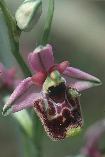 Ophrys annae / Anna's Bee Orchid, Sardinia,  Laconi 19.5.2001 