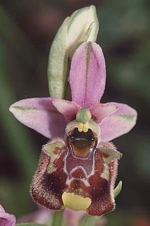 Ophrys annae \ Annas Hummel-Ragwurz, Sardinien,  Laconi 19.5.2001 