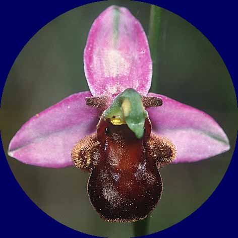 Ophrys apifera var. fulvofusca / Red-Brown Bee Orchid, Sardinia,  Laconi 23.5.2001 