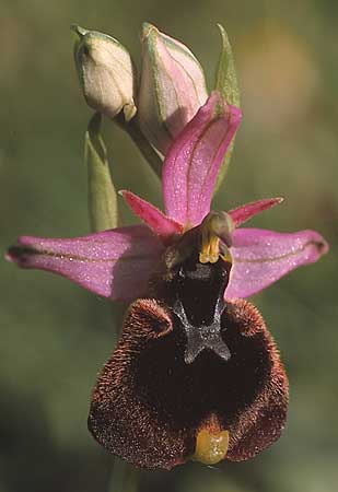 Ophrys chestermanii / Chesterman's Orchid, Sardinia,  Domusnovas 15.4.2001 (Photo: Helmut Presser)