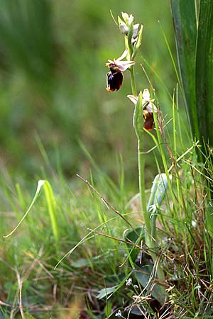 Ophrys chestermanii \ Chestermans Ragwurz, Sardinien,  Domusnovas 15.4.2001 (Photo: Helmut Presser)