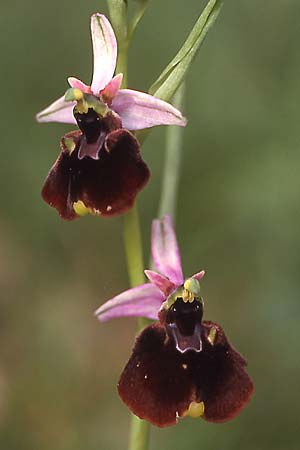 Ophrys chestermanii \ Chestermans Ragwurz / Chesterman's Orchid, Sardinien/Sardinia,  Domusnovas 15.4.2001 (Photo: Helmut Presser)