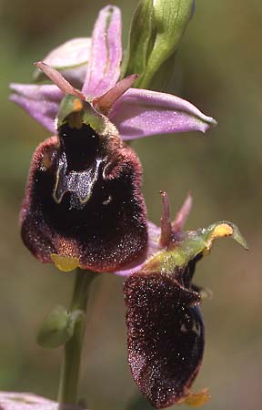 Ophrys chestermanii / Chesterman's Orchid, Sardinia,  Domusnovas 15.4.2001 (Photo: Helmut Presser)